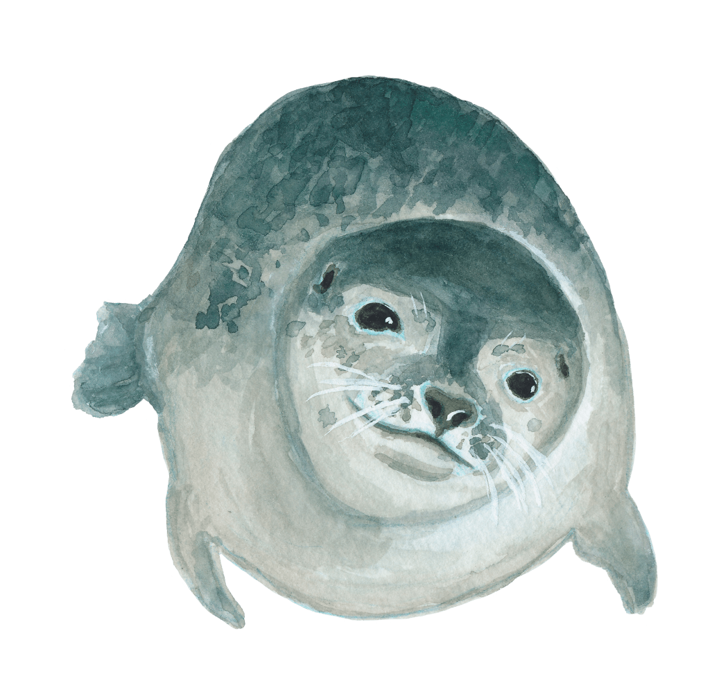 A watercolor painting of a seal looking directly at the viewer 